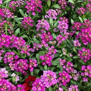 Meet your Posher, Morgan